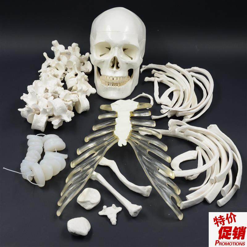 人体全身散d骨模型170cm仿真骨骼模型骨架模型医用正骨,文具电教/文化用品/商务用品,教学标本/模型,淘宝优惠券,粉丝福利购,淘宝优惠卷