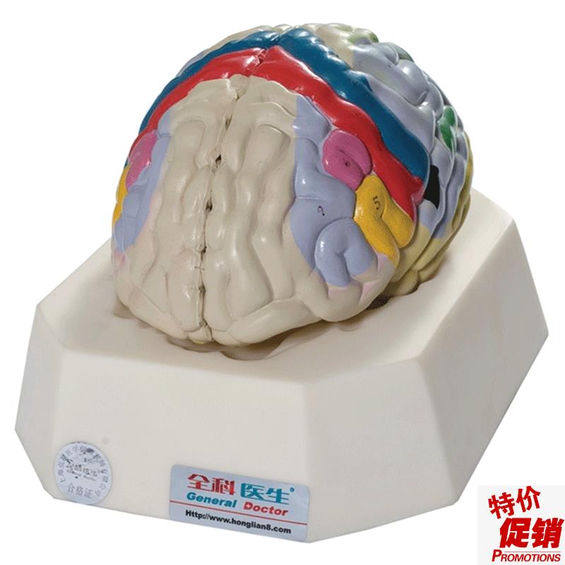 大脑皮质功能定位模型GD/A1820D5人体脑部解剖模型教学培训专用