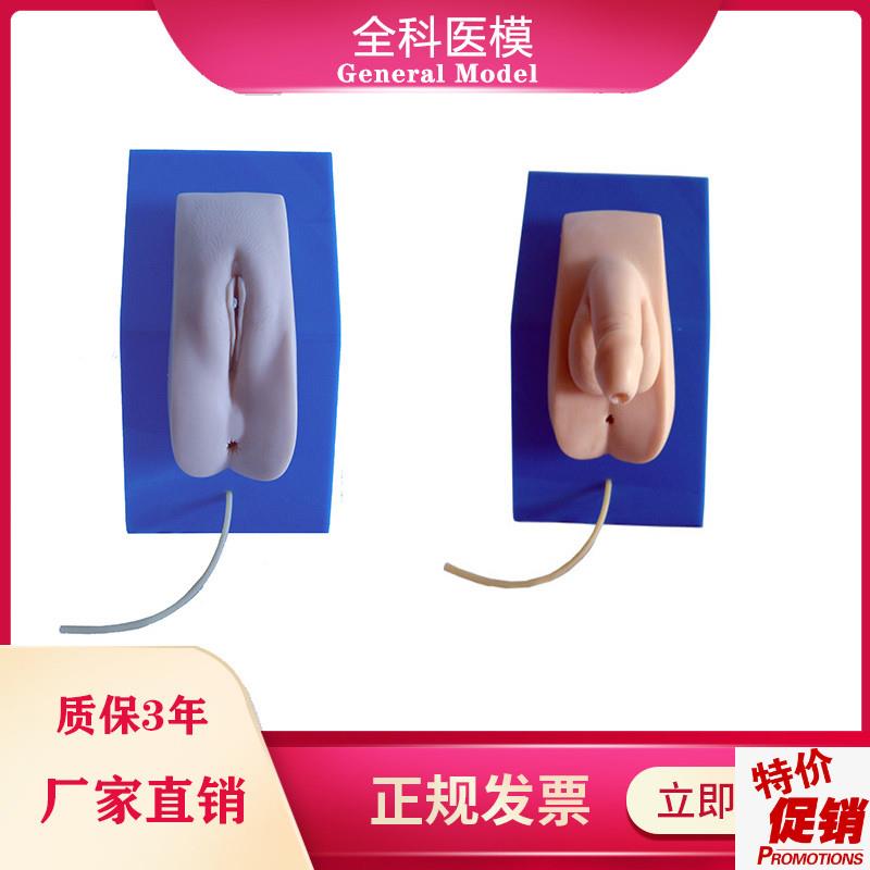着装式男女性导尿模型男女内外生F殖器导尿医学教学训练模具