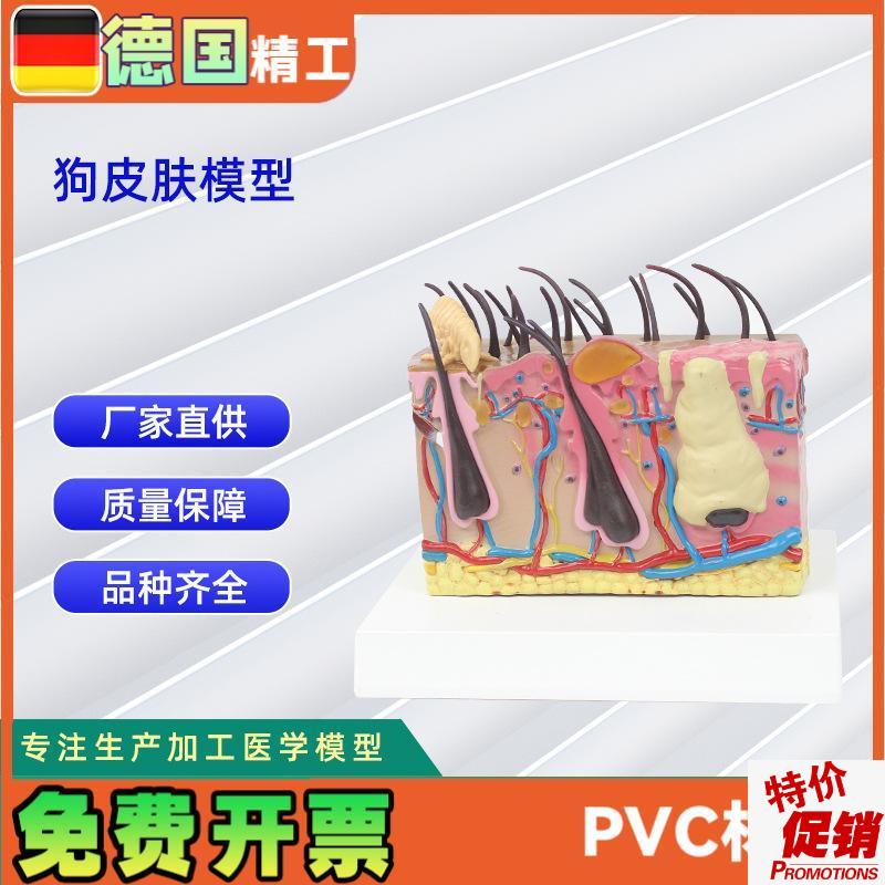 狗皮肤模型d仿真虫咬狗犬皮肤结构解剖模型宠物教学模型