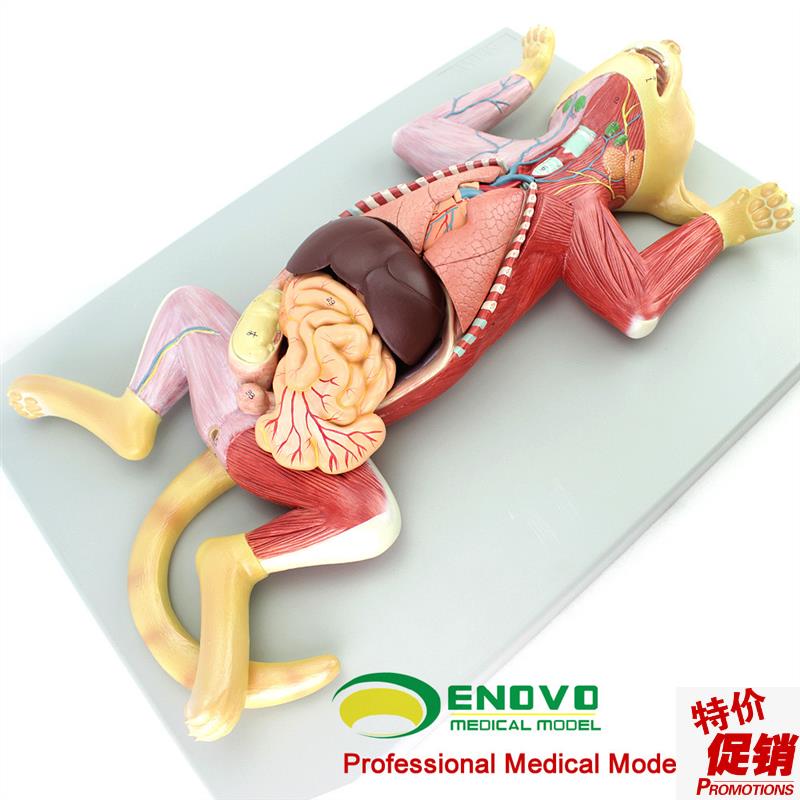 ENOVO颐诺g猫解剖模型宠物器官内脏肌肉神经猫的解剖结构生理习性