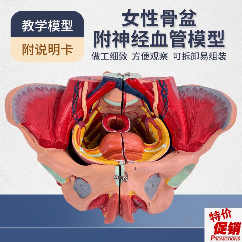 女性骨盆模型盆底l肌带生殖器血管神经肌肉子宫人体解剖教学医学