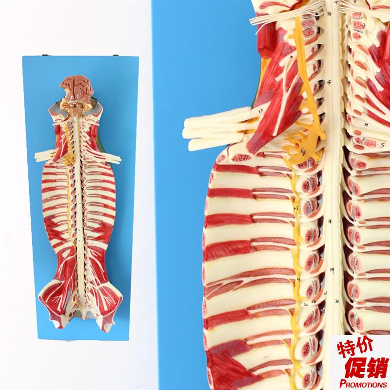 ENOVO颐诺医学人体脊柱椎管解剖模型J脊髓神经麻醉脊腰椎微创骨
