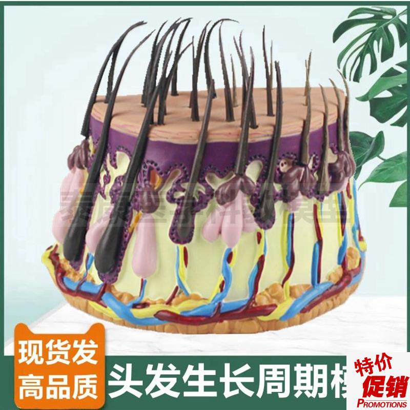 头发生长周期模型生发植发t医患沟通毛囊毛干结构人体皮肤组织解