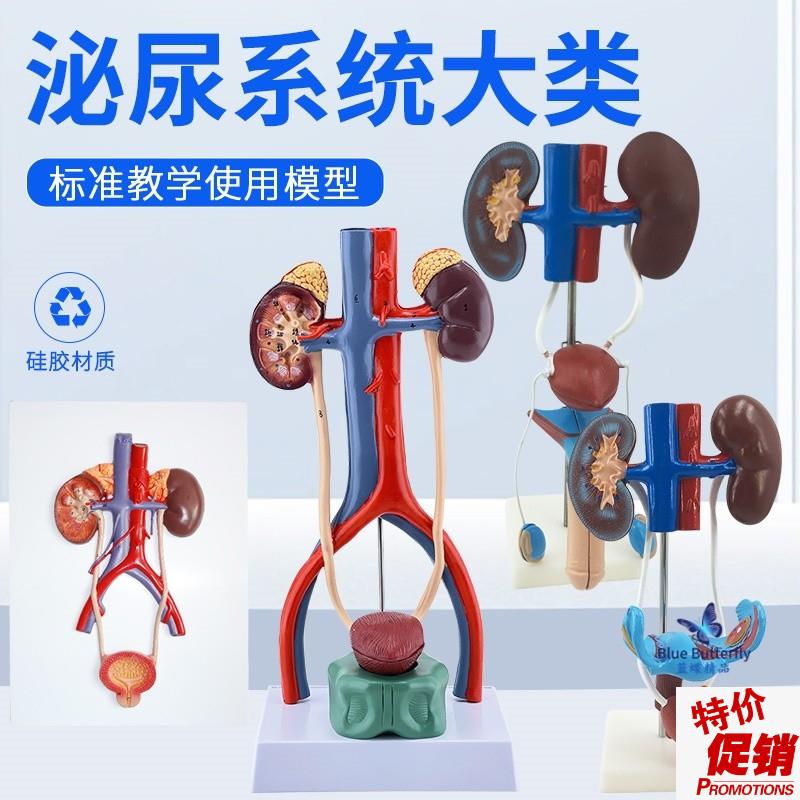 男性女性泌尿生殖系统模型肾脏解剖模具膀胱输P尿管结构造立体教