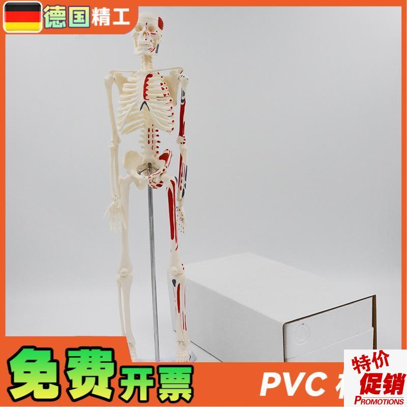 德国】45cm彩色人体骨骼模型肌肉起止点M骨架四肢可活动艺用教学
