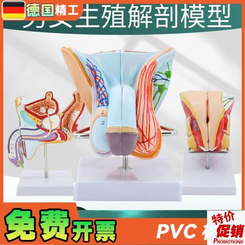 教学仿真男性生殖泌尿系统标本女性内外生殖R睾丸解剖模型医学