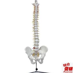 脊椎模型(带骨盆)o自然大人体脊柱盆骨模具椎骨解剖标本