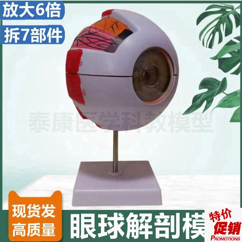 人体眼睛解剖模j型放大6倍拆卸晶状体玻璃体眼底结构白内障青光眼