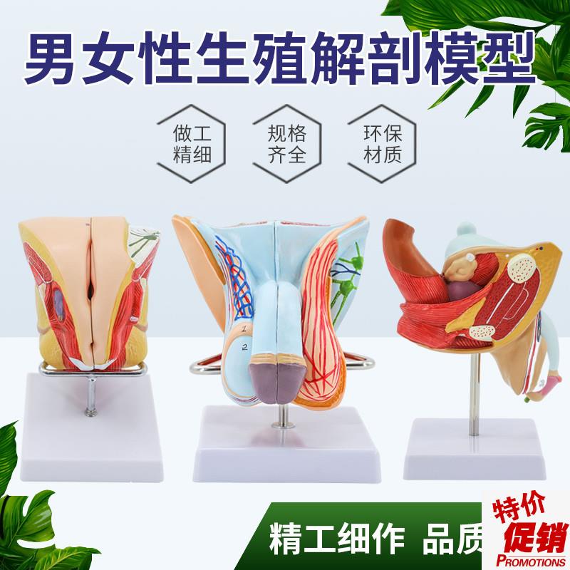 男性生殖系统模型可n拆4部件男性生殖层次解剖睾丸计划生育教学