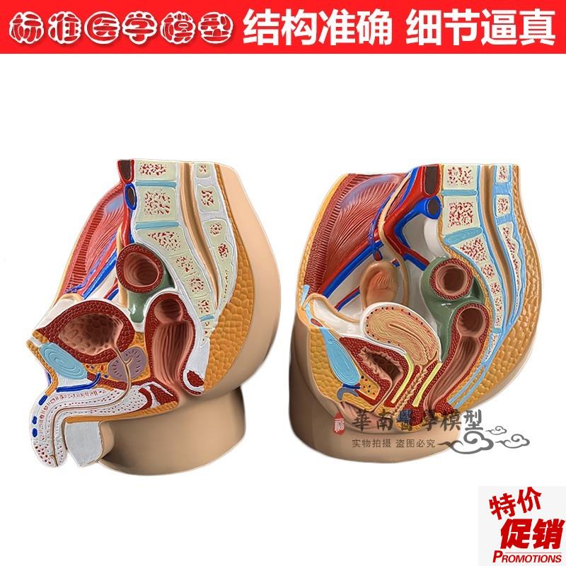男女性盆腔矢状解剖p模型女性生殖泌尿系统模型男性生殖器