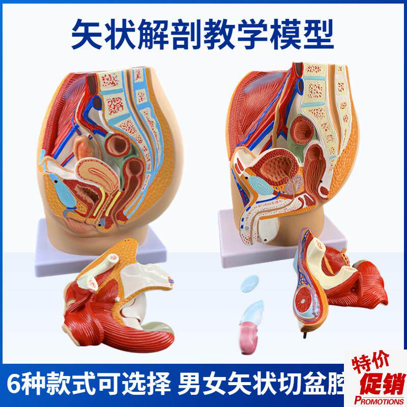 男女性盆腔矢状解剖模型男女性y生殖系统子宫模型女性生殖器官模