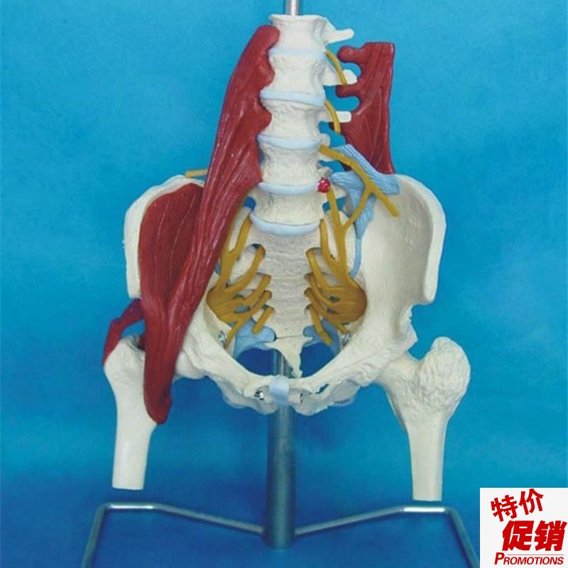 挂试成人腰椎带肌肉模型盆骨腰间盘突出模型产妇盆Y底肌修复演示