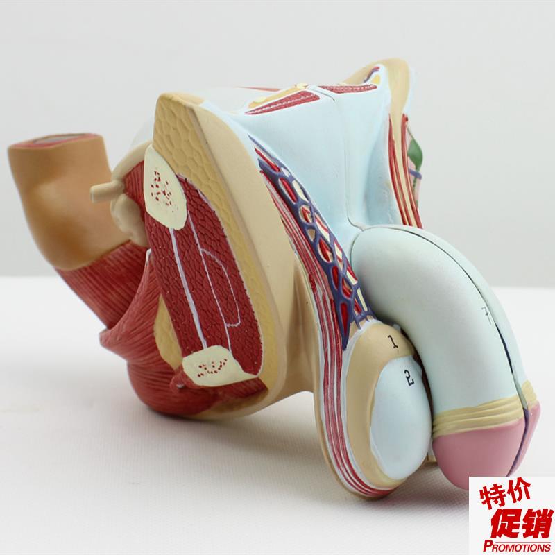 颐诺正品男性生殖器泌尿模w型男科模型睾丸解剖模型计生健康展示