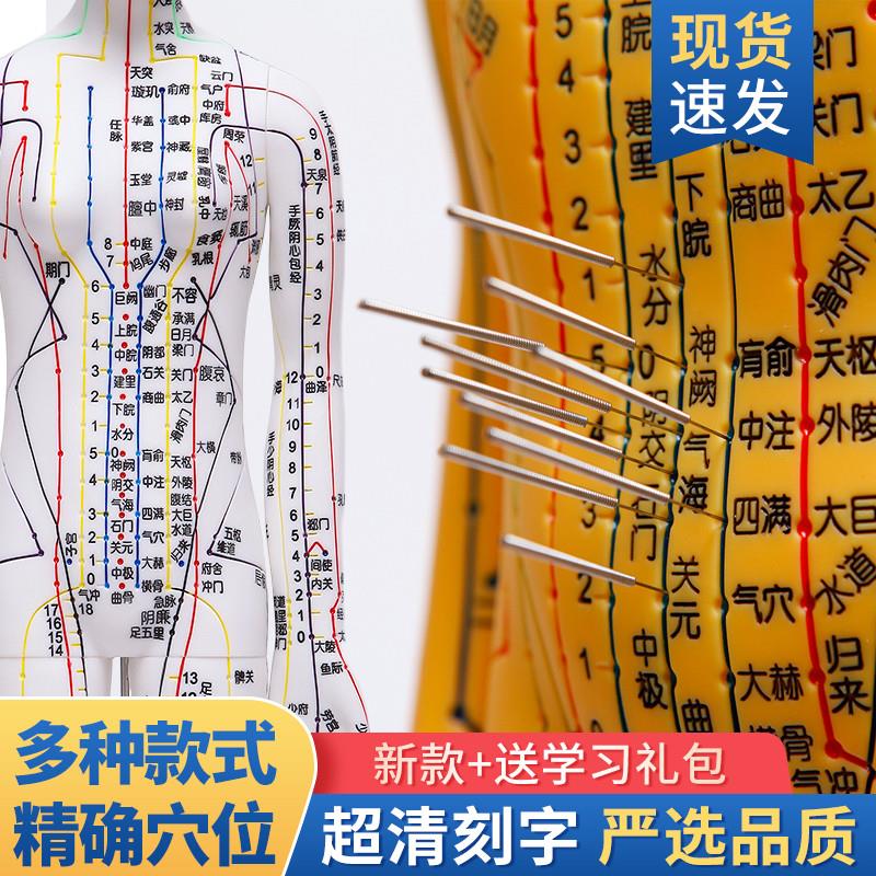 全皮彩白中医经络图针灸人体穴位D模型按摩教学全身男女超清晰刻
