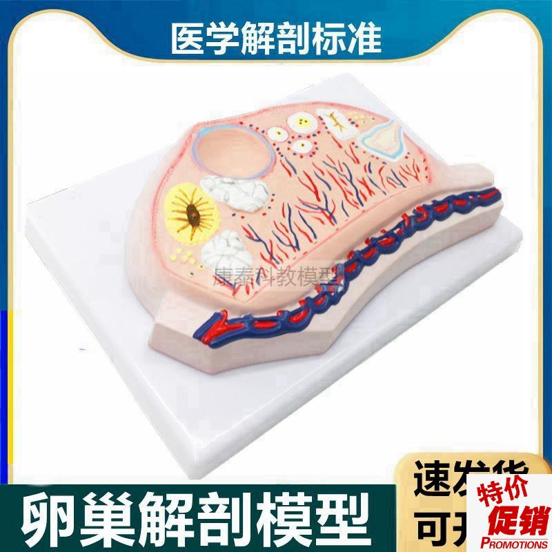 卵巢模型卵子卵泡黄体白体女生殖性腺输卵管子P宫妇科月经周期医