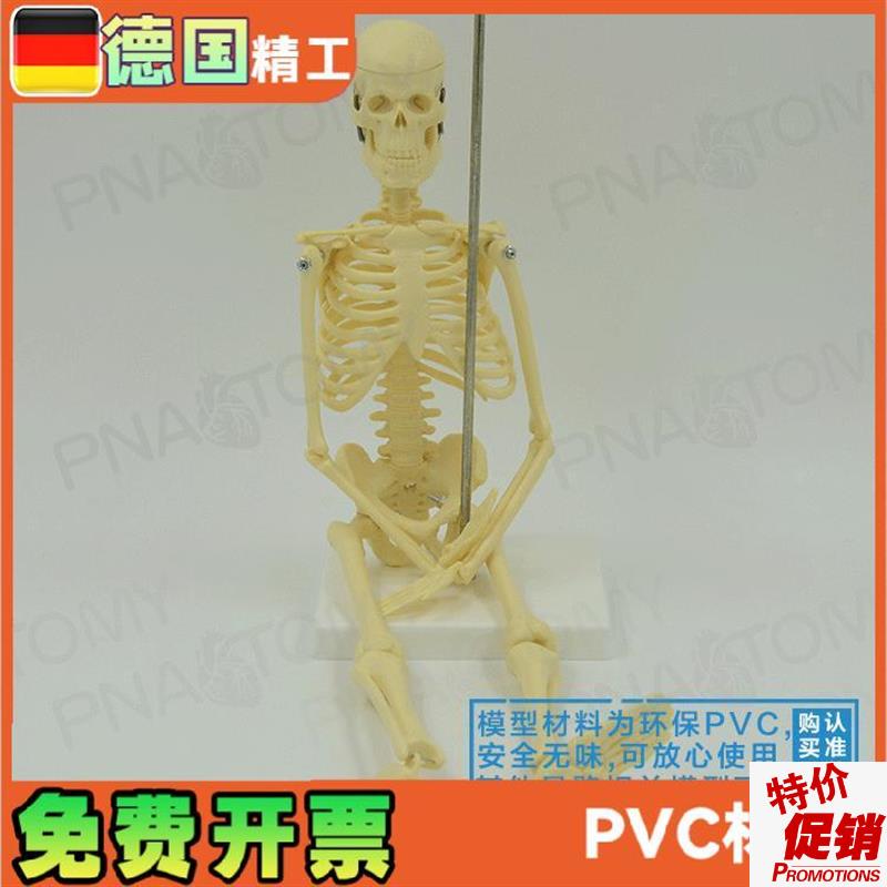 45cm小型人体全身骨骼模型可E拆卸可活动骷髅骨架玩具标本