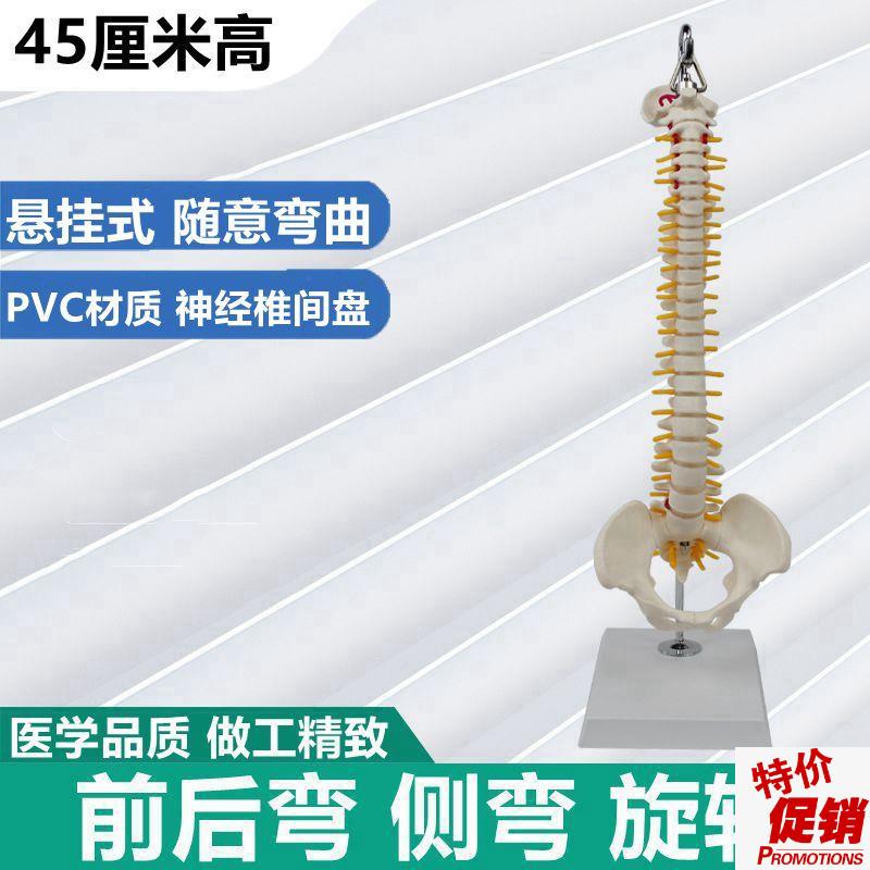 可弯曲脊柱模型侧l弯前后弯左右旋转正骨健身康复练习瑜伽培训小