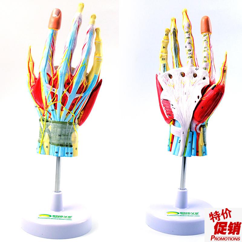 ENOVO颐诺手部解剖模型手关节骨骼肌肉血M管神经手外科腕关节手显