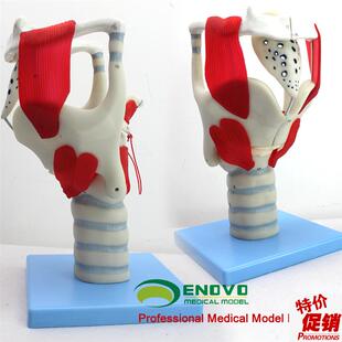 颐诺正品喉结构与功n能放大模型耳鼻喉科五官科喉模型声乐教学