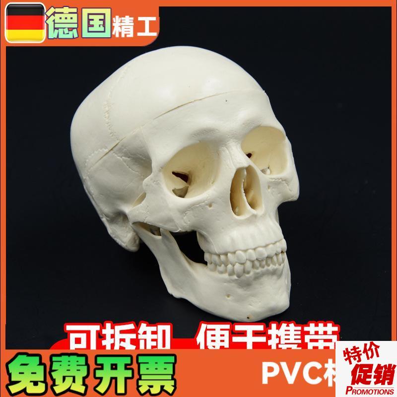 头骨模型艺术写生雕塑口腔学y头颅骨教学可拆塑料骷髅头美术用