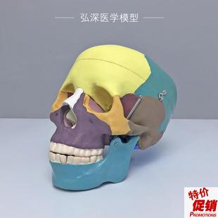 彩色头颅骨模型人体头p部骨骼分区解剖结构可拆活动医学科教学道
