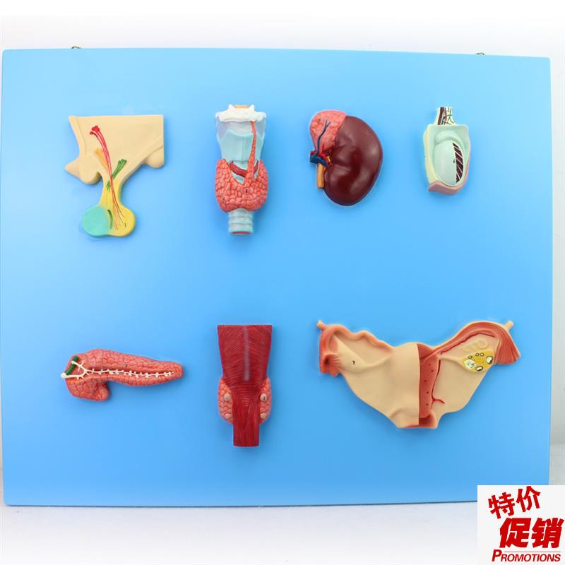 颐诺正品人体内分泌系统模型内分泌腺N医用人体解剖学模型