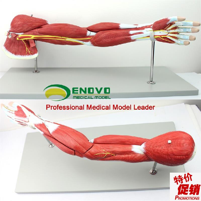 ENOVO医学人体上肢肌肉解剖模型手臂神J经血管动静脉结构胳膊肌肉