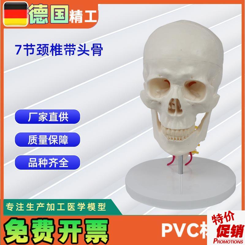 7节颈椎带头骨模型人体头H骨模型骨科教学模具