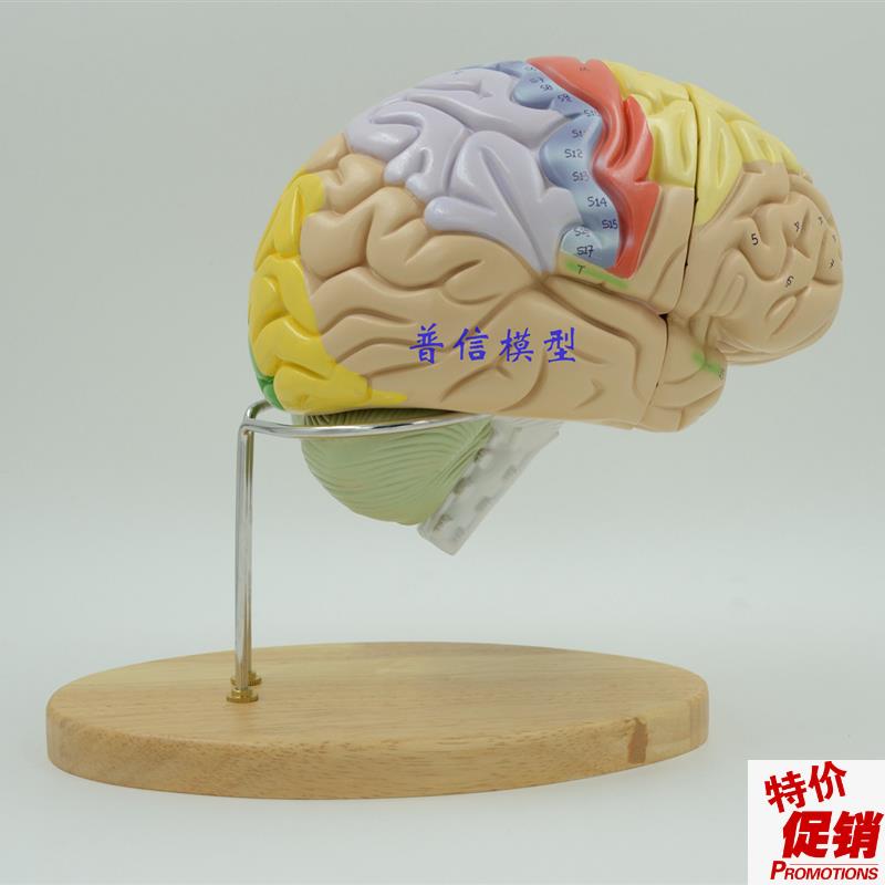 普信科学馆使用医用头脑拼装z2倍大人脑模型大脑解剖脑模型