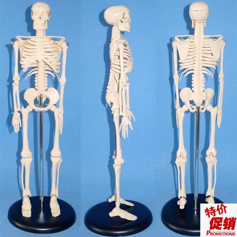 45CM人体骨骼医学教学模y型人体解剖模型,人体模型人体骨架