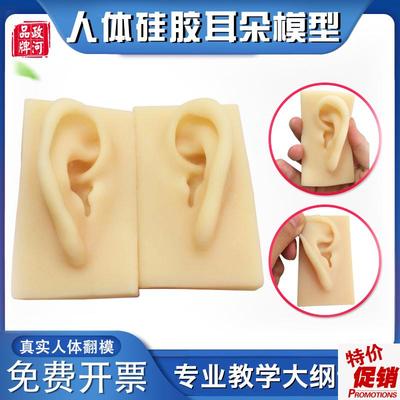 政河硅胶a耳朵模型微整容整型练习模具医院耳鼻喉科展示人体教学