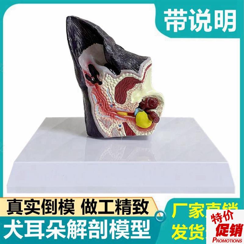 犬耳朵模型c真实倒模狗耳朵结构虫子叮咬病变兽医宠物医生用标本
