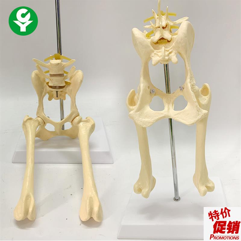 犬腰椎带盆骨股骨模型狗骨骼模型动物骨骼教Z学演示模型