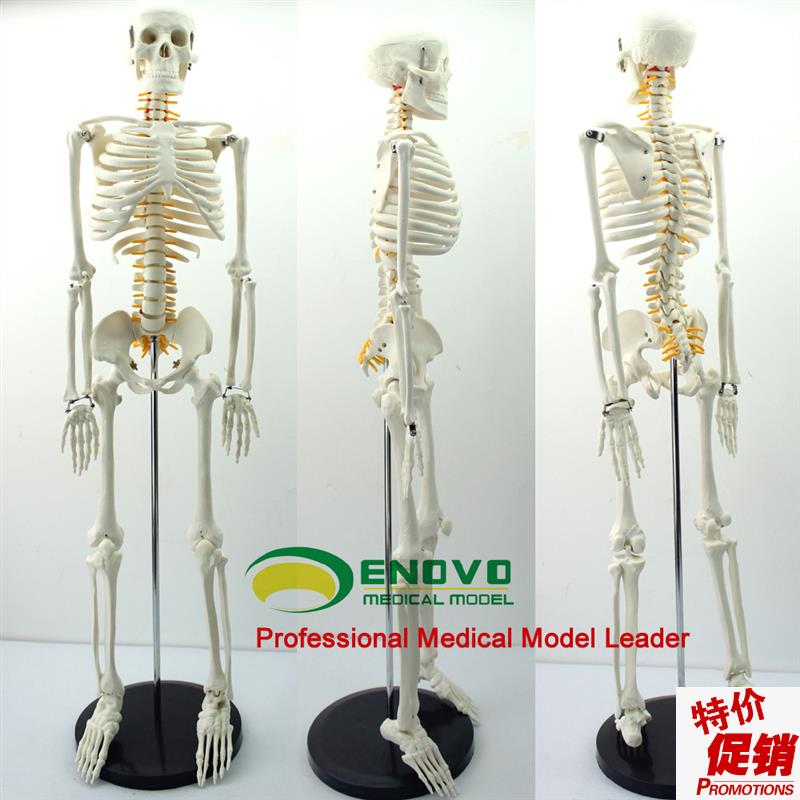ENOVO颐诺85CM人体骨骼脊A神经模型医学用瑜伽健身教学习骨骼模