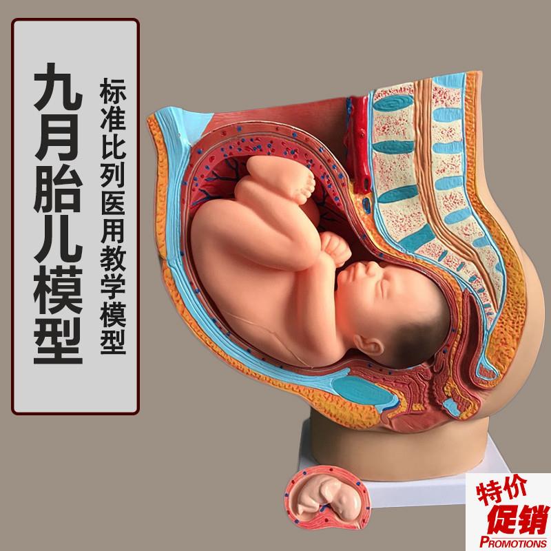 助产示教模型胚胎发育妊娠9个月女性盆腔M骨盆含九个月胎儿模型