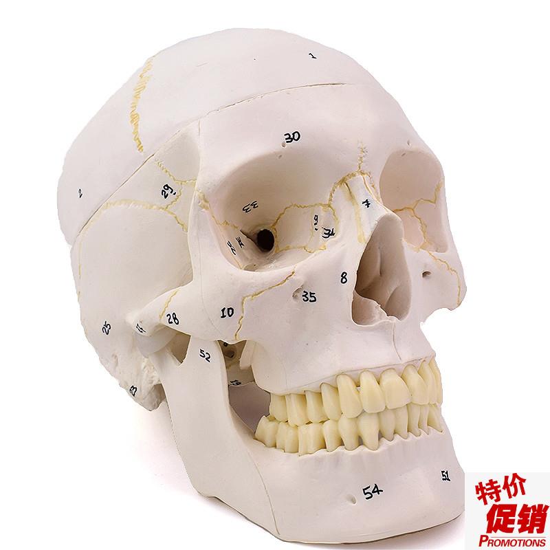 ENOVO颐诺1:1医学用仿真成人人体头骨模型头颅骨模V型口腔颅骨颌