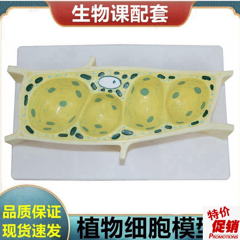 植物细胞模型叶绿体玉米籽芽x结构荠菜胚发育过程根尖解剖单子叶