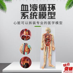 人体血液循环系统模型全身内脏器官解剖教学教具心脏W血管演示模