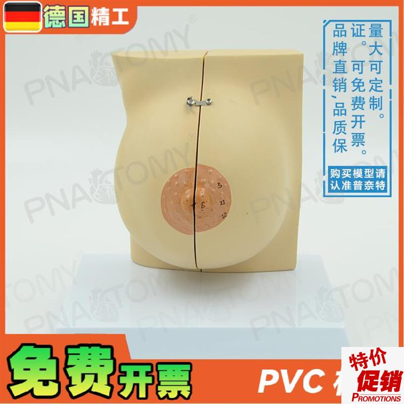 德国】女性仿真乳房乳腺解剖模型妇产科产后修复培训X丰胸整形教