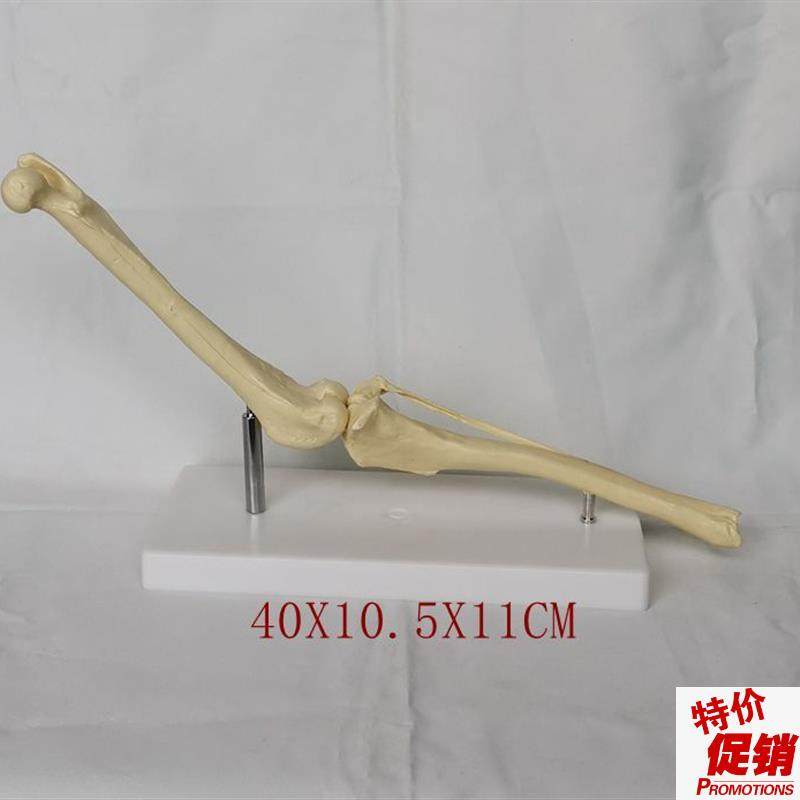 狗膝关节骨骼模型股骨胫骨G模型兽医教具教学模型,农机/农具/农膜,镐,淘宝优惠券,粉丝福利购,淘宝优惠卷