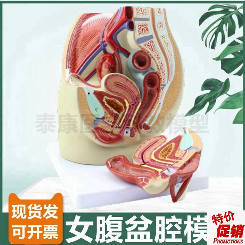 女腹腔模b型拆卸内外生殖器会阴女盆底肌产后修护月子家政技校培