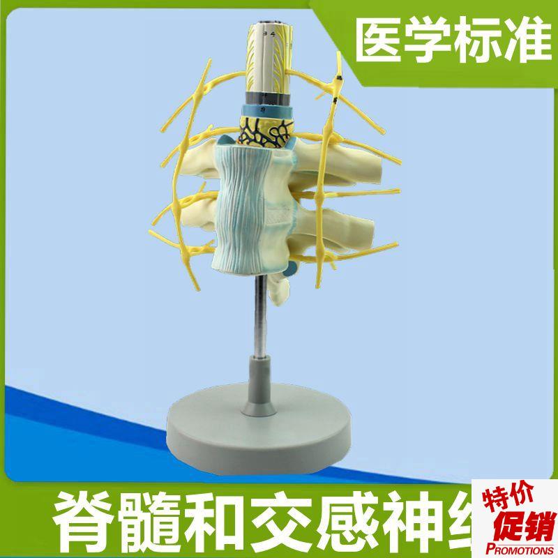 交感神经模型胸段脊髓周s围神经颈椎管脊髓解剖脊神经分布医用仿