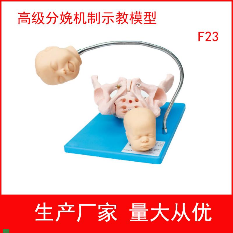高级分娩机制示教模型可观察到分娩时胎儿与骨V盆妇幼训练模型