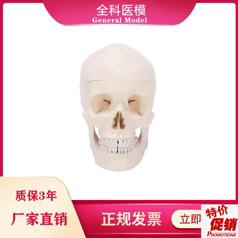 自然大头骨模型人体m头颅骨标本骨缝线解剖结构教学展示仿真骷髅