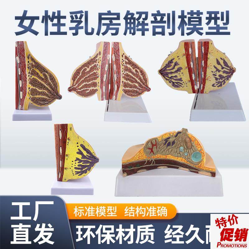 女性哺乳期乳房模n型乳房解剖乳房模型母婴护理月嫂培训模型