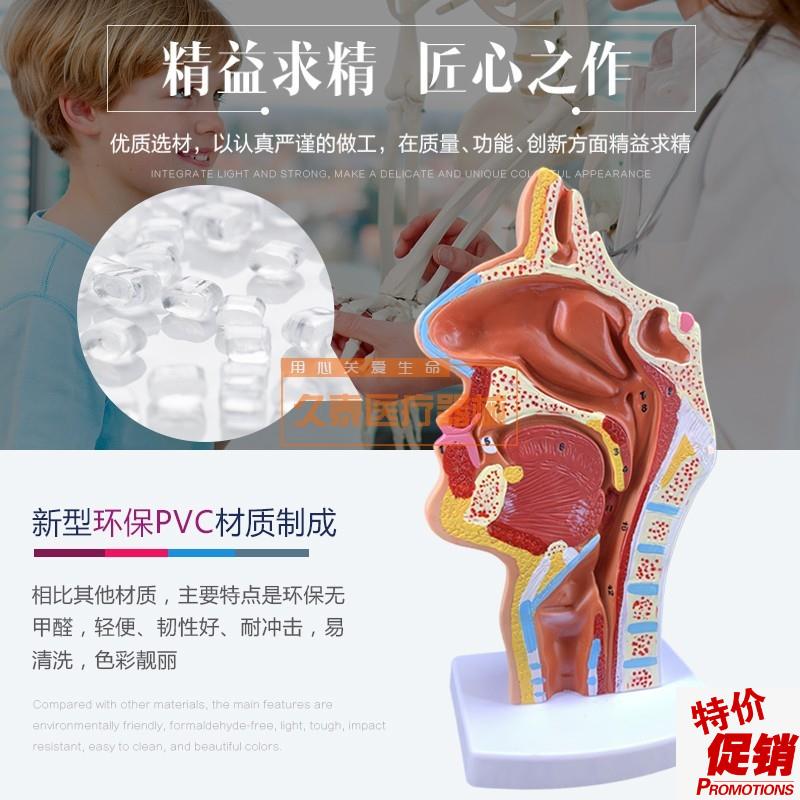 头部解剖模型口腔医用血管神A经模具鼻腔咽喉型鼻咽候医教
