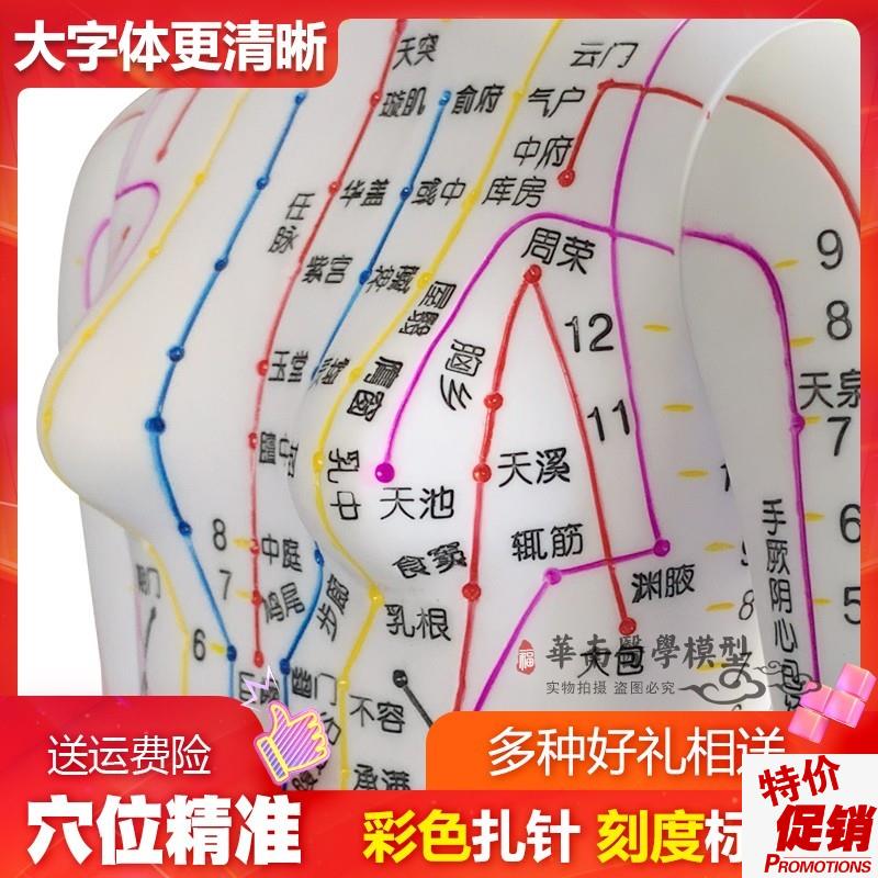 超清楚针灸铜人中医人体穴位模型人体G模型人体穴位模型女48CM