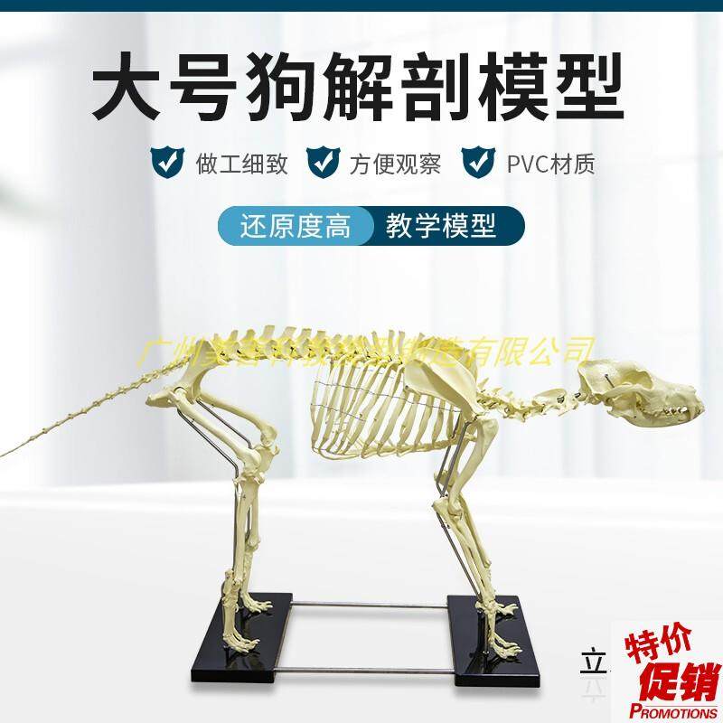犬骨骼模型仿真大型成年狗骨架标B本狗头宠物兽医畜牧动物解剖大