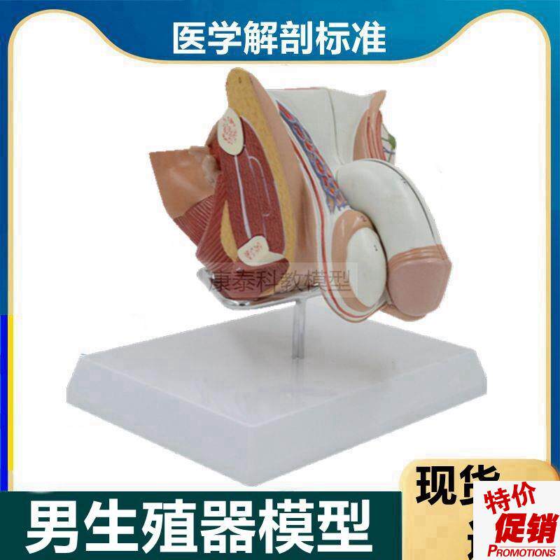 男性生殖器解剖模型医用t男科医患可拆卸带标识膀胱前列腺肛肠盆